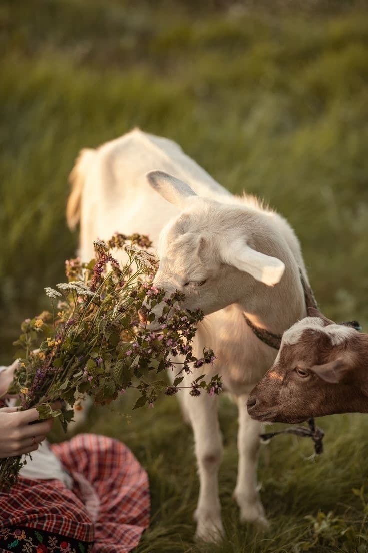گله گوسفندان مزرعه کرمی